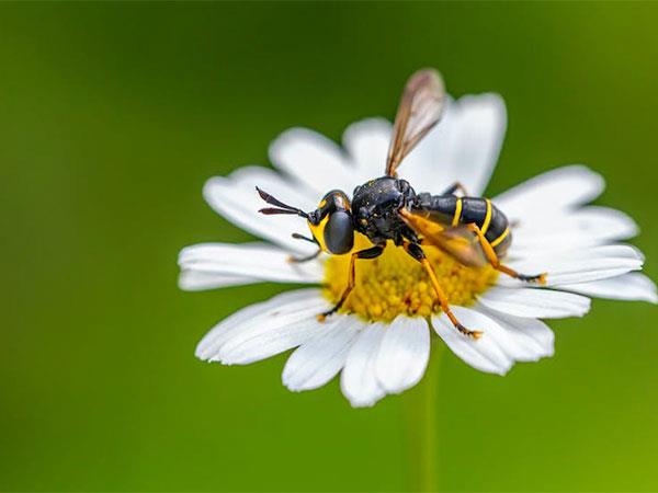 快速的城市养蜂对野生蜜蜂种群有负面影响:研究