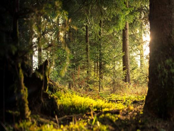 研究表明，树木多样性可以改善森林中的碳储存和土壤肥力