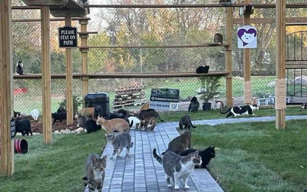 明尼苏达州猫收容所为野生动物救援推出了新的户外游乐场:“人们关心它们”
